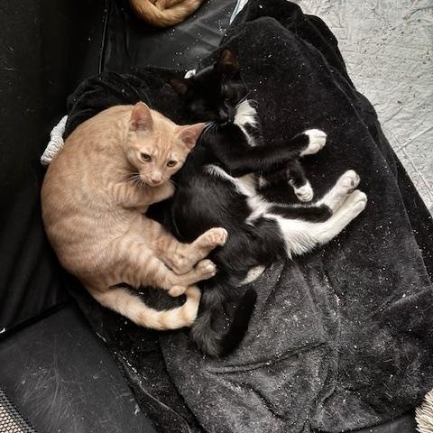 Grover, Adoptable, Young Male Domestic Short Hair.