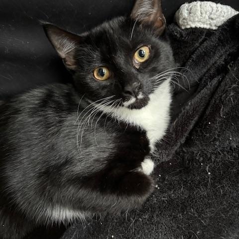 Grover, a Adoptable Domestic Short Hair in Bellmawr, NJ image 2/5