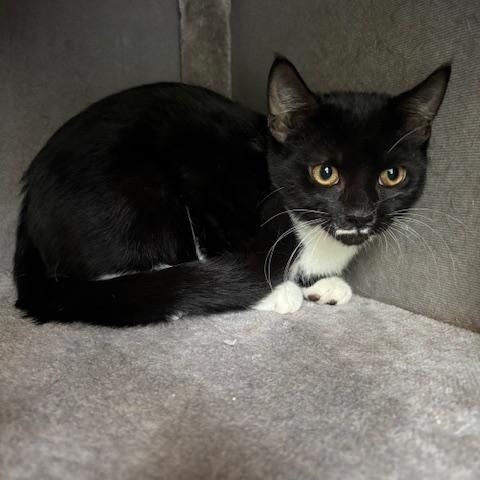 Grover, a Adoptable Domestic Short Hair in Bellmawr, NJ image 3/5