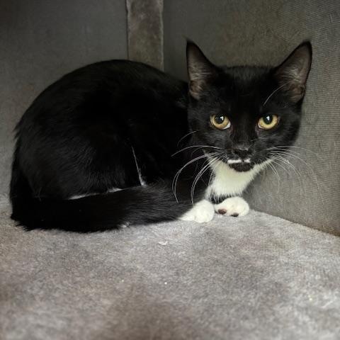 Grover, a Adoptable Domestic Short Hair in Bellmawr, NJ image 4/5