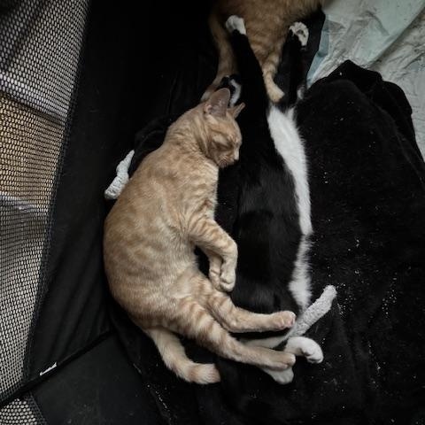 Grover, a Adoptable Domestic Short Hair in Bellmawr, NJ image 5/5