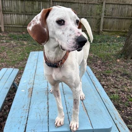 Enlarge Millie, a Adoptable mixed breed in Cincinnati, OH image 1/6