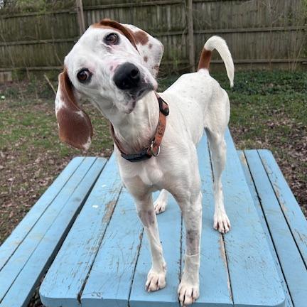 Enlarge Millie, a Adoptable mixed breed in Cincinnati, OH image 2/6