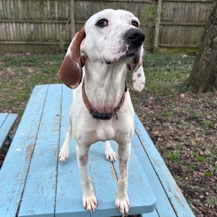 Enlarge Millie, a Adoptable mixed breed in Cincinnati, OH image 3/6