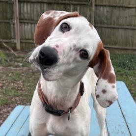 Enlarge Millie, a Adoptable mixed breed in Cincinnati, OH image 4/6