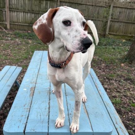 Enlarge Millie, a Adoptable mixed breed in Cincinnati, OH image 5/6