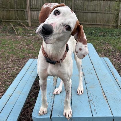 Enlarge Millie, a Adoptable mixed breed in Cincinnati, OH image 6/6