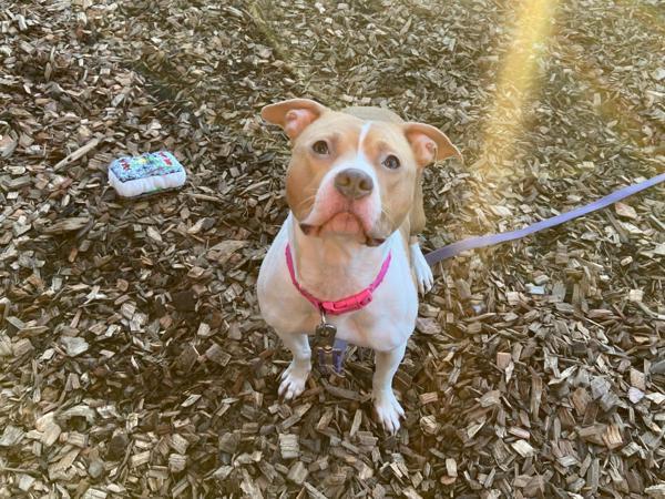 Ashoka — thumbnail 2