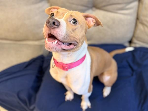 Ashoka — thumbnail 3