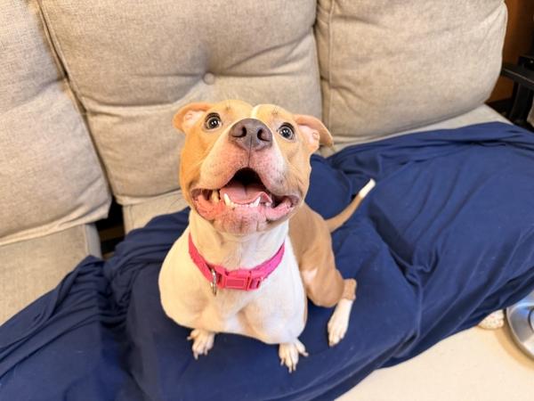 Ashoka — thumbnail 4