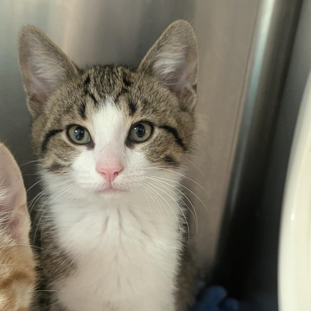 Walnut, ADOPTABLE, Kitten Male Domestic Short Hair.