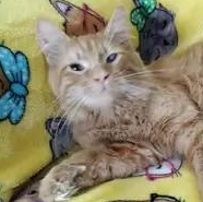 Dorito ~ Adopted 1/24/26, adopted, Young Male Domestic Medium Hair & Tabby.