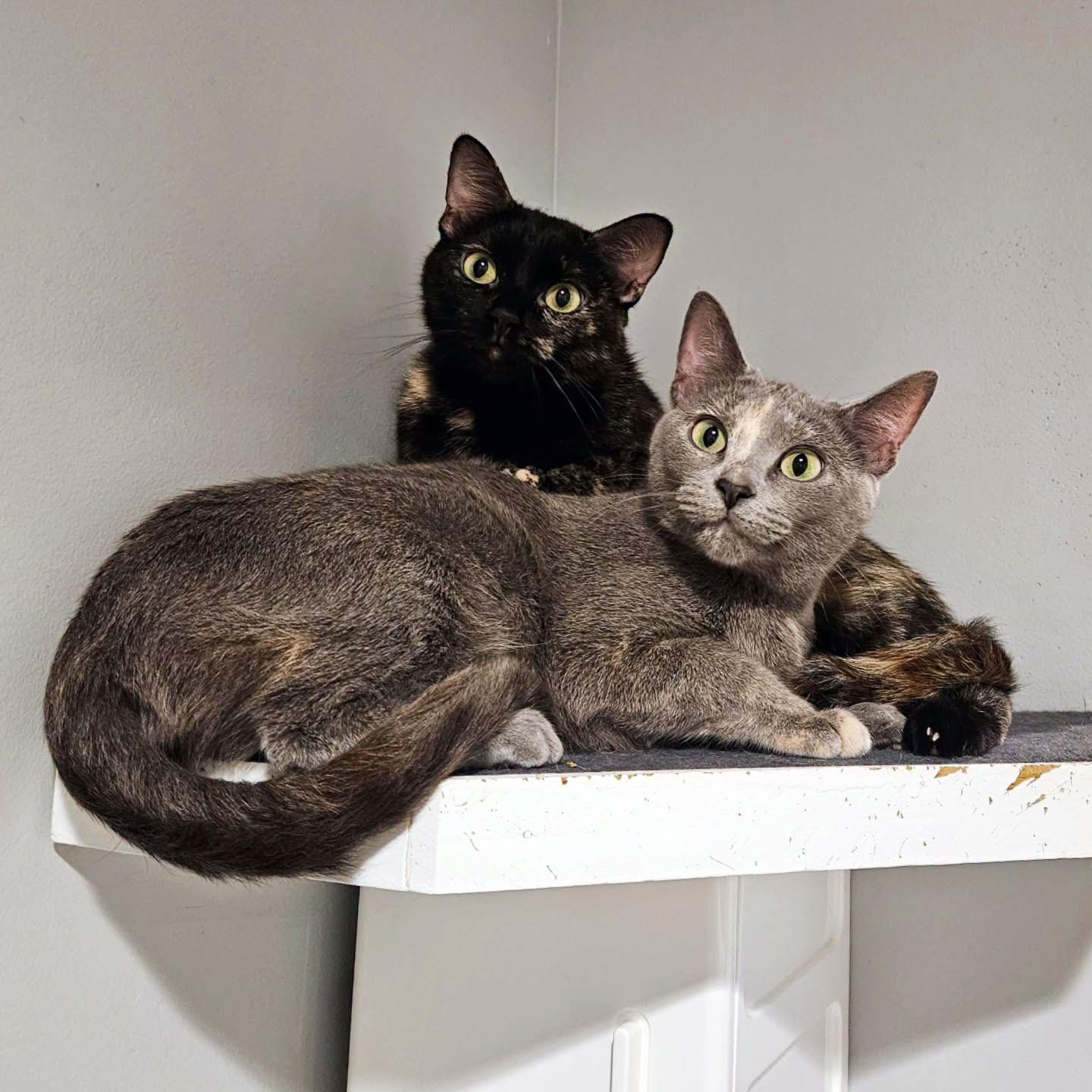 Enlarge Rainbow, a ADOPTABLE Domestic Short Hair in Lincoln, NE image 2/3