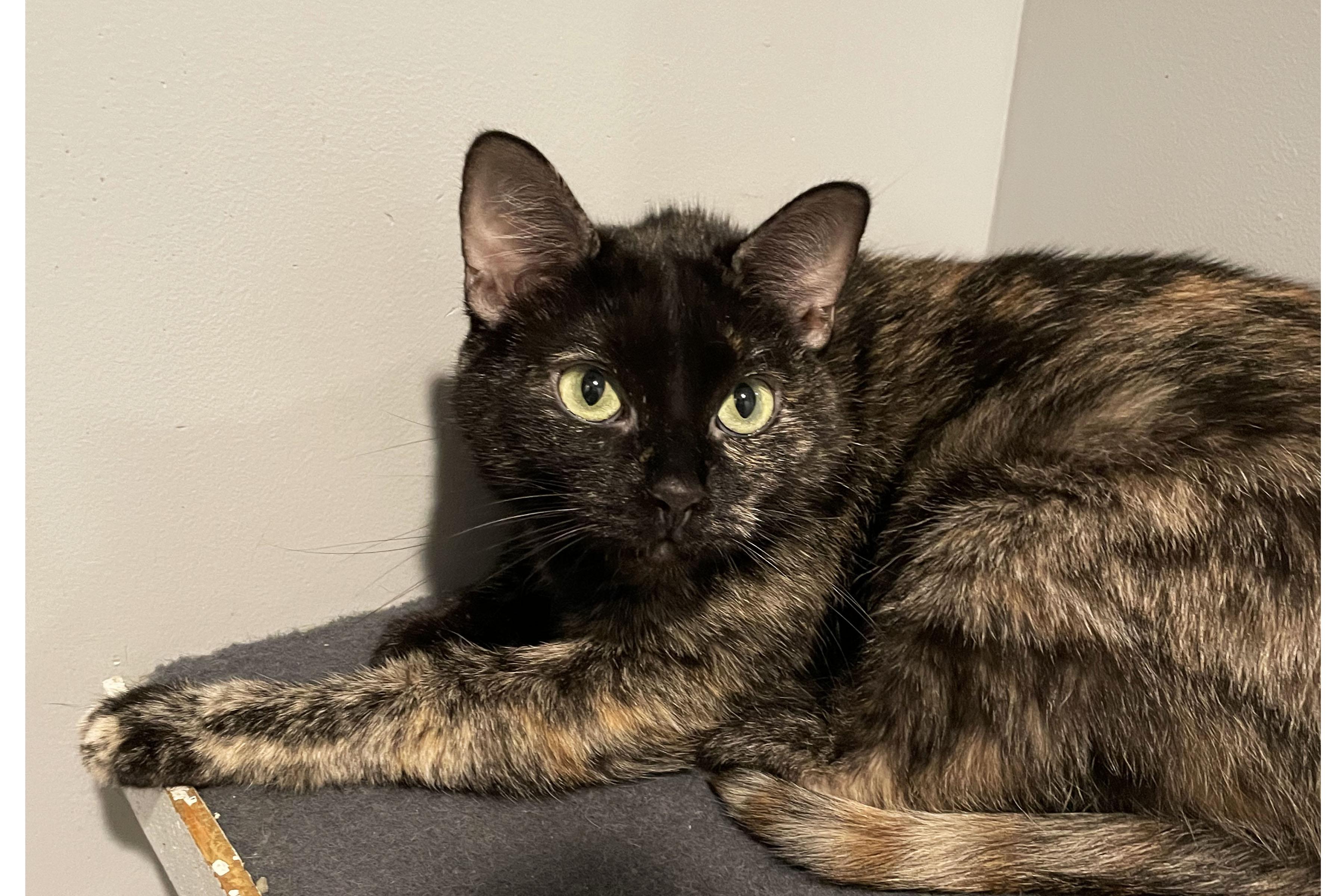 Enlarge Rainbow, a ADOPTABLE Domestic Short Hair in Lincoln, NE image 1/3