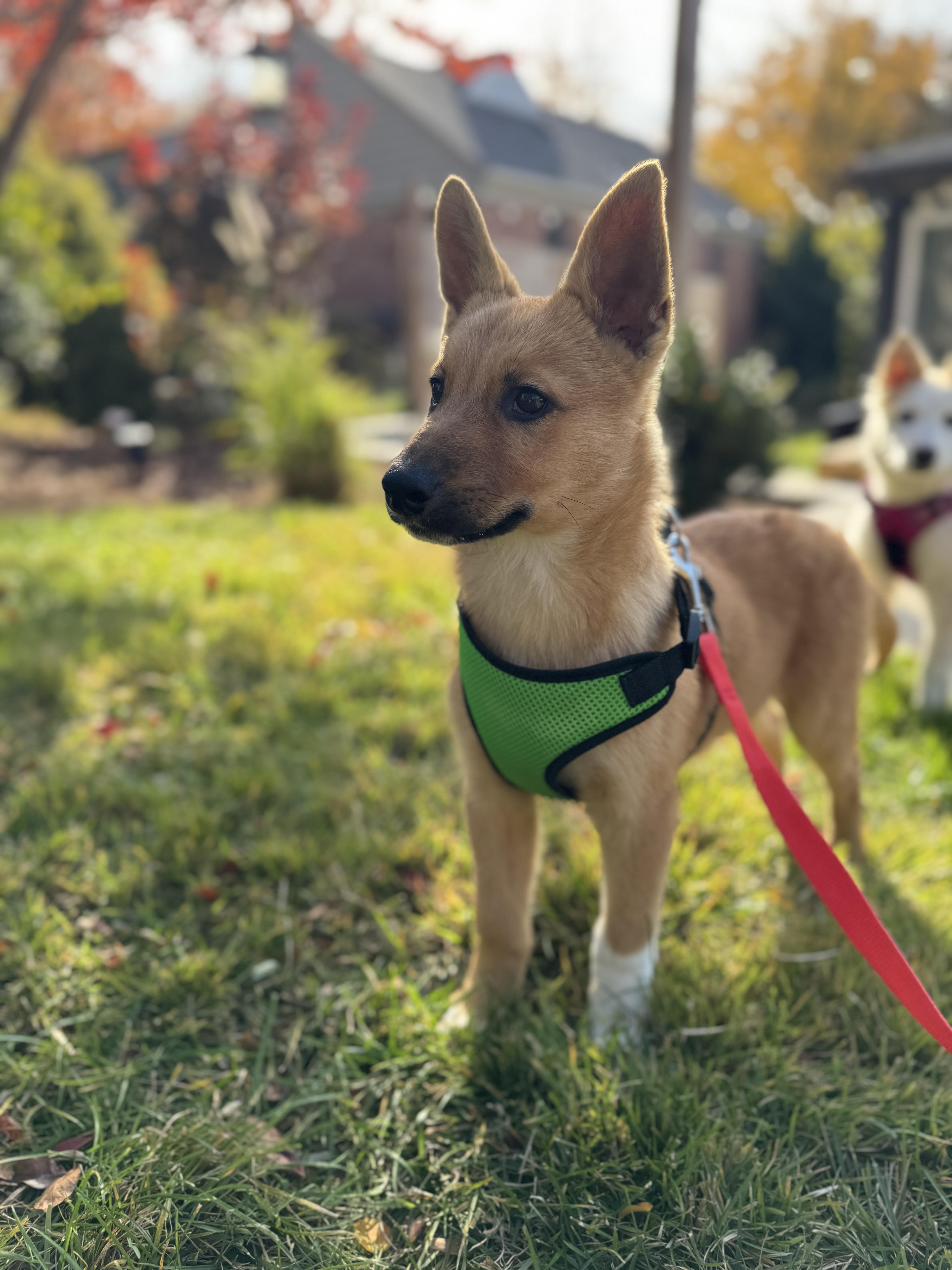 Tator, an adopted mixed breed in Silver Spring, MD image 2/6