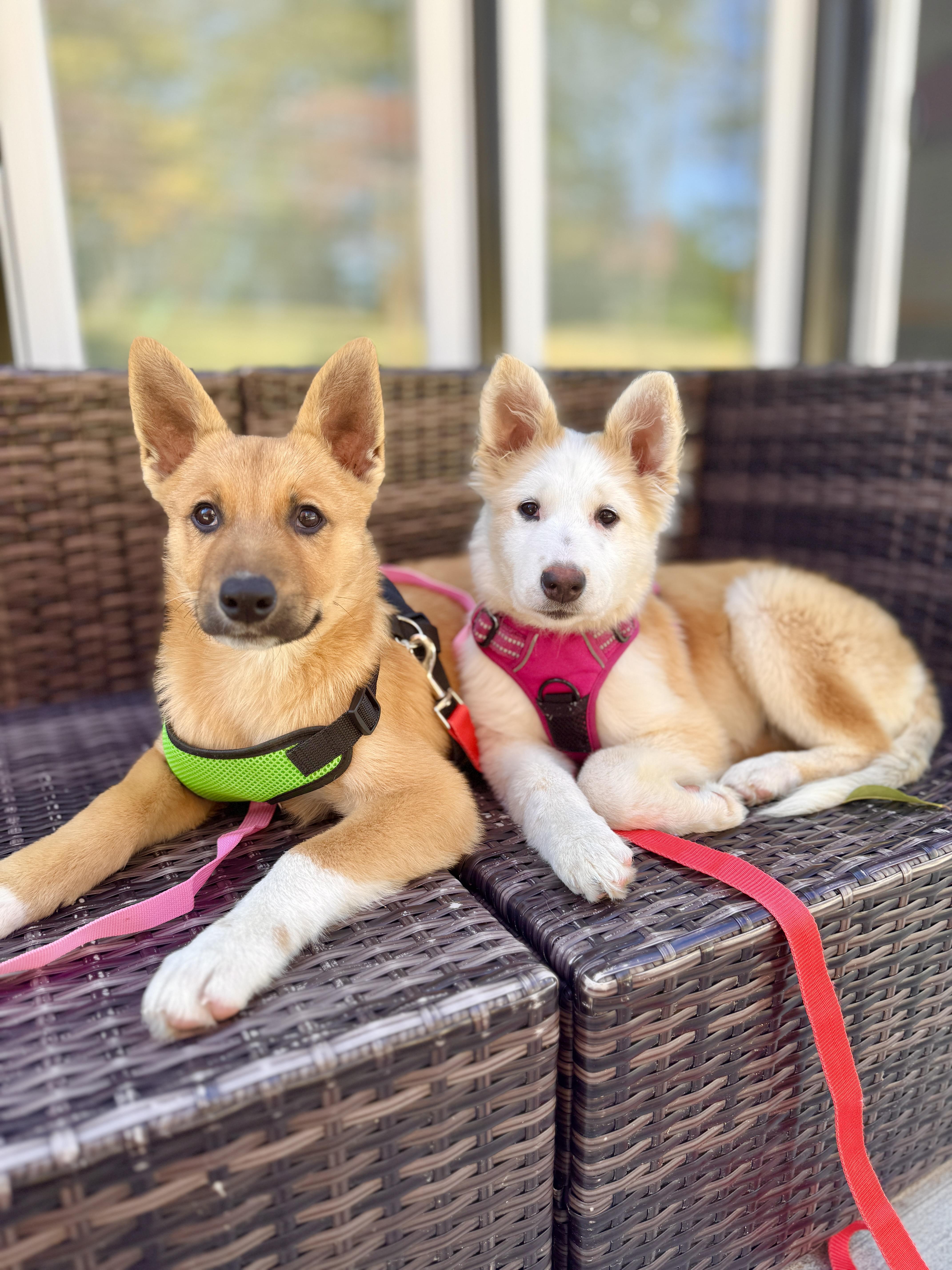 Tator, an adopted mixed breed in Silver Spring, MD image 6/6