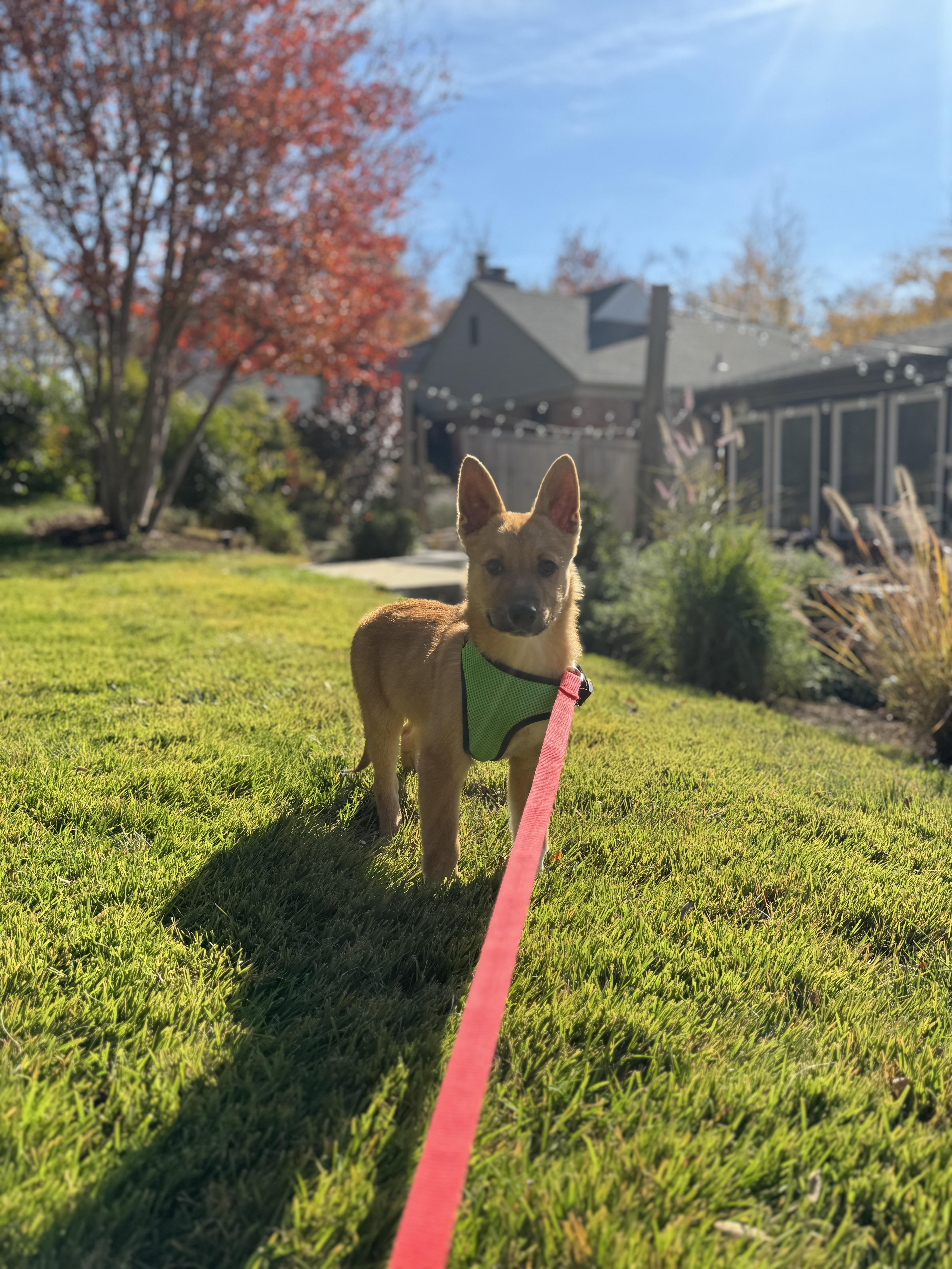 Tator, an adopted mixed breed in Silver Spring, MD image 3/6