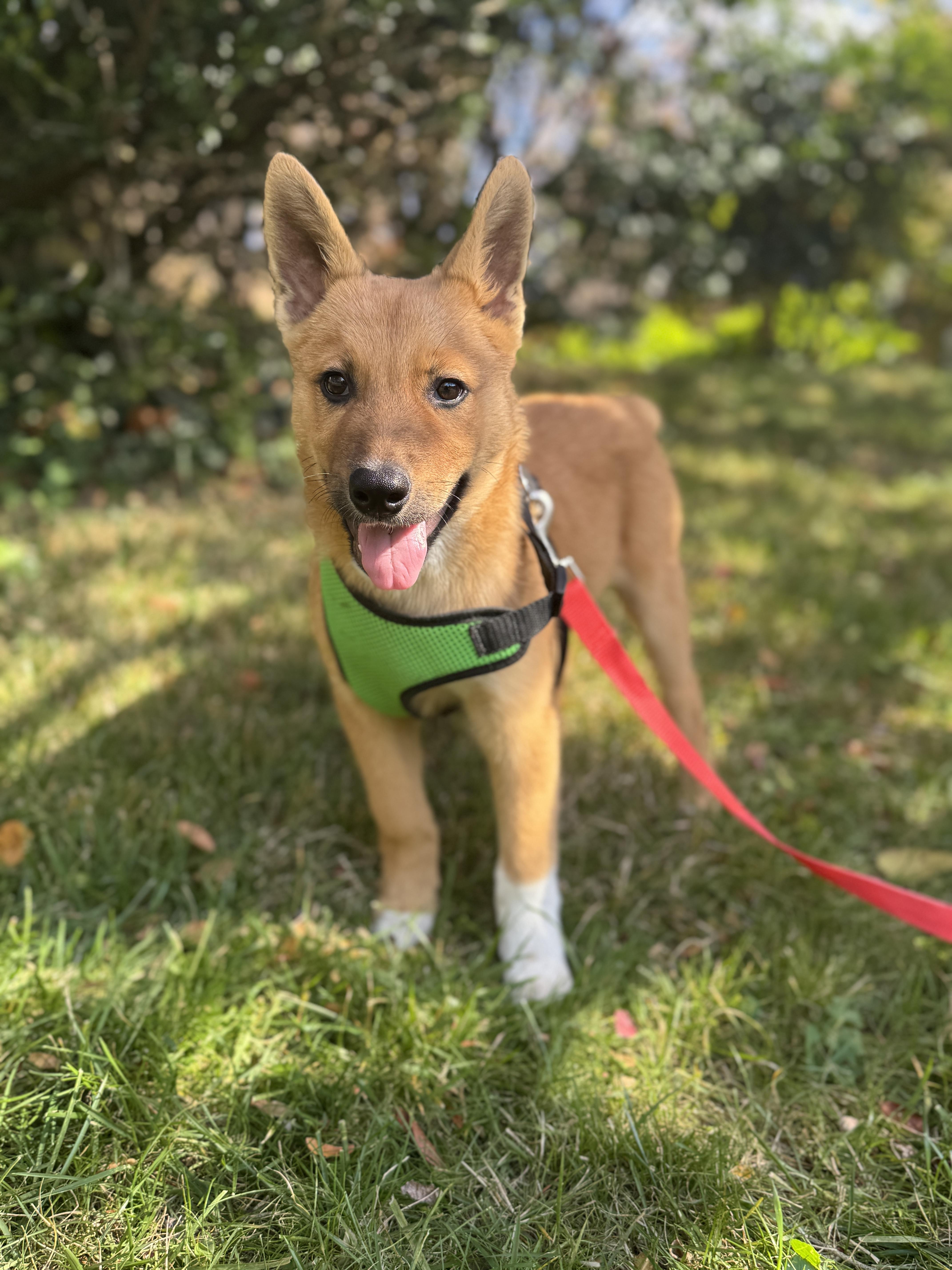 Tator, an adopted mixed breed in Silver Spring, MD image 1/6