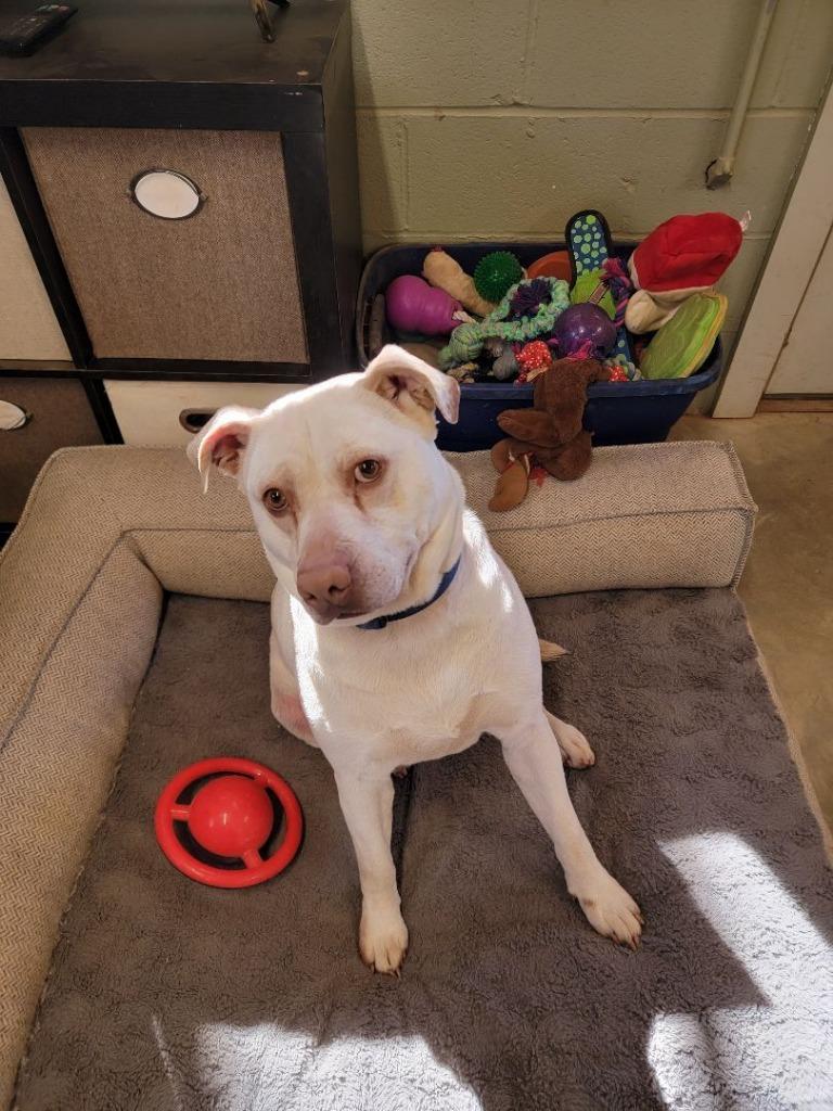 Blue, a Adoptable mixed breed in Augusta, GA image 1/5