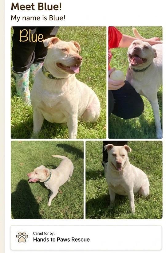 Blue, a Adoptable mixed breed in Augusta, GA image 2/6