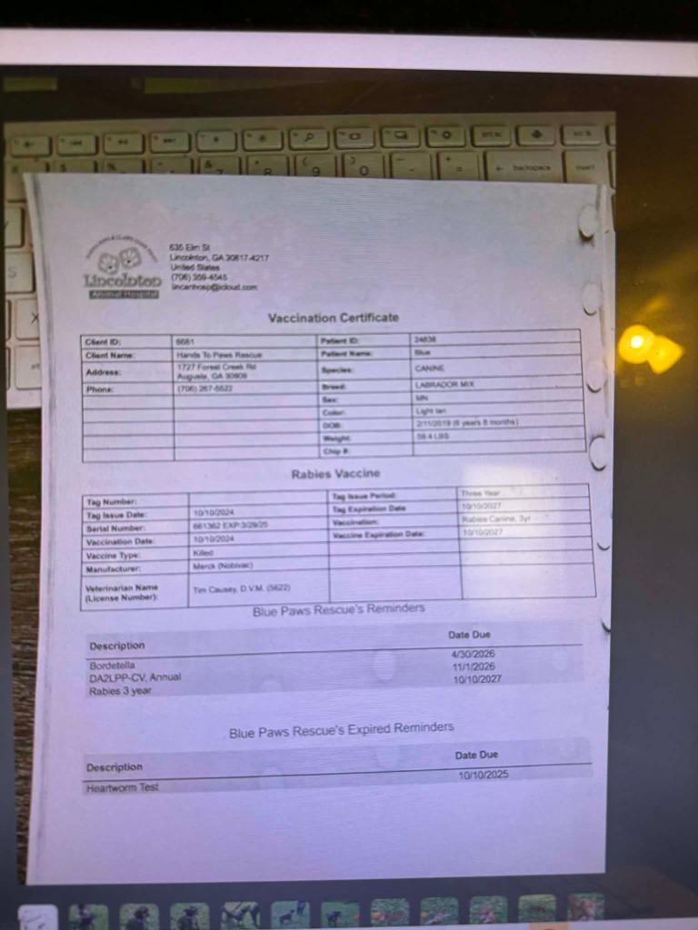 Blue, a Adoptable mixed breed in Augusta, GA image 4/5