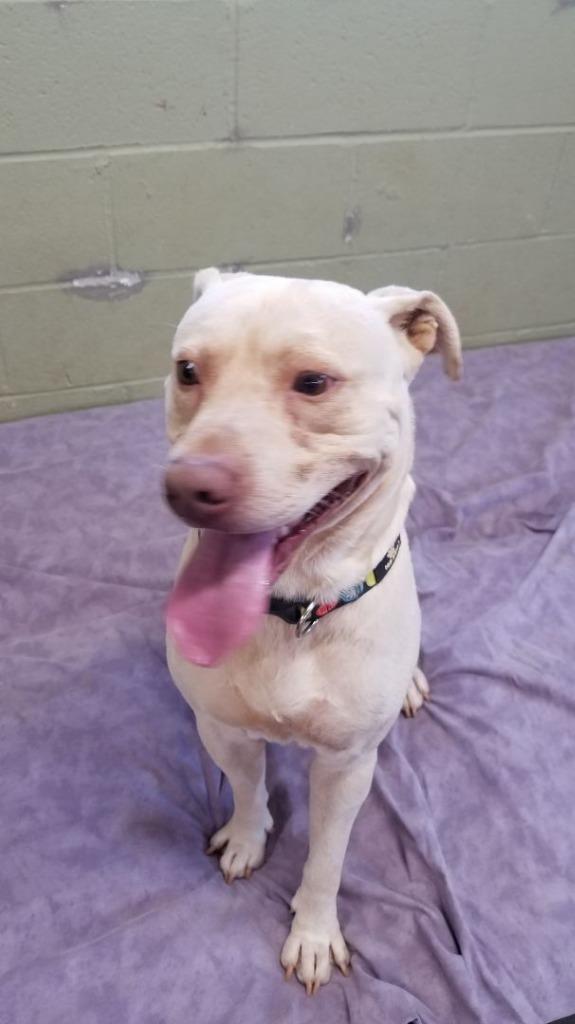 Blue, a Adoptable mixed breed in Augusta, GA image 5/5