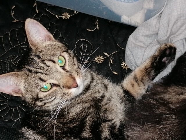 Enlarge Markus and Cris Crebs, a Adoptable Domestic Short Hair in Fredericton, NB image 1/10