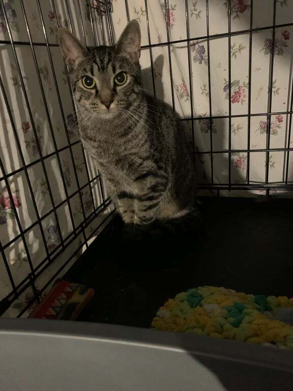 Enlarge Markus and Cris Crebs, a Adoptable Domestic Short Hair in Fredericton, NB image 2/10