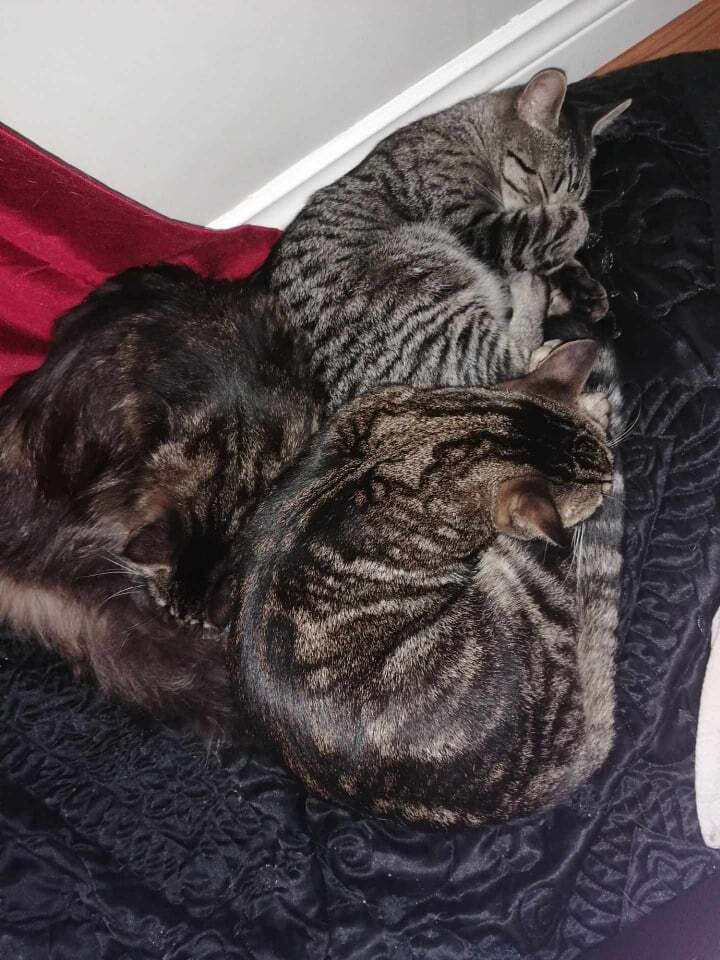 Enlarge Markus and Cris Crebs, a Adoptable Domestic Short Hair in Fredericton, NB image 3/10