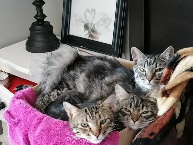 Enlarge Markus and Cris Crebs, a Adoptable Domestic Short Hair in Fredericton, NB image 4/10