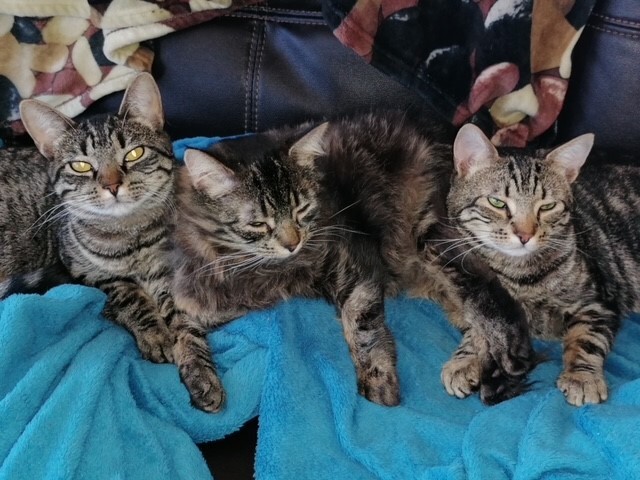 Enlarge Markus and Cris Crebs, a Adoptable Domestic Short Hair in Fredericton, NB image 5/10