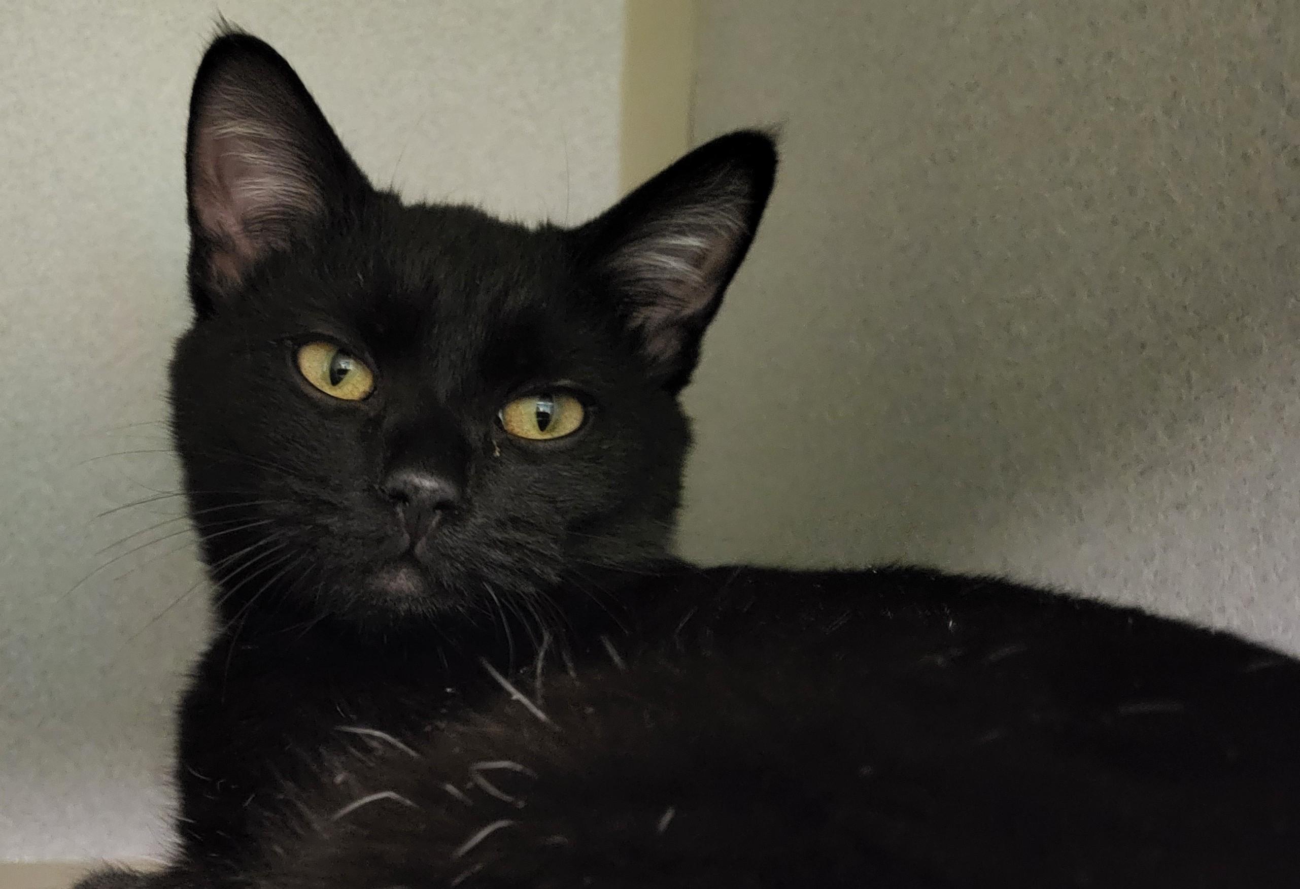 Jennifurr, an adopted Domestic Short Hair in Grayslake, IL image 2/3