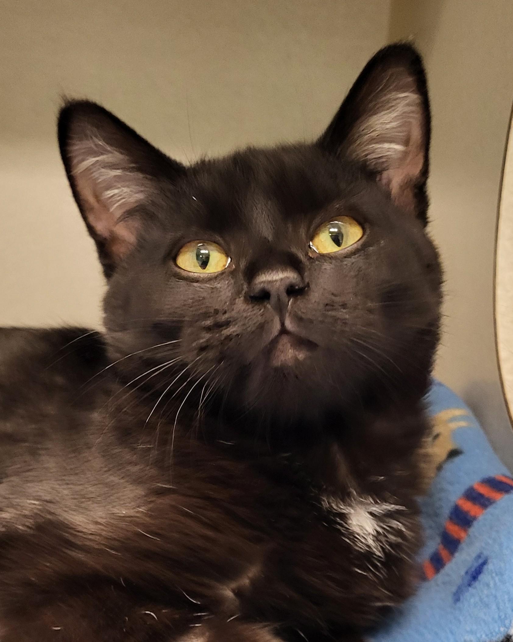 Jennifurr, an adopted Domestic Short Hair in Grayslake, IL image 1/3