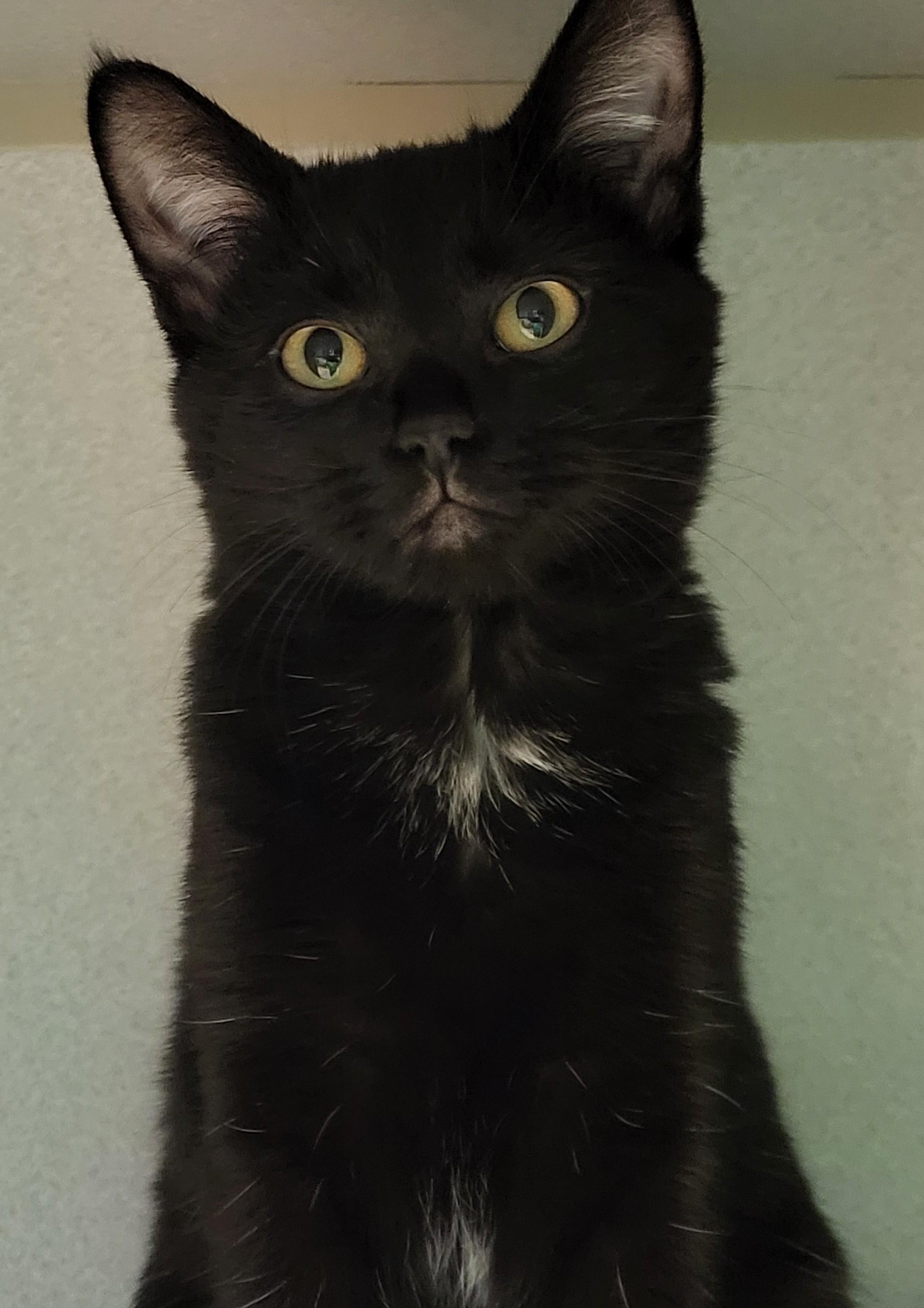 Jennifurr, an adopted Domestic Short Hair in Grayslake, IL image 3/3