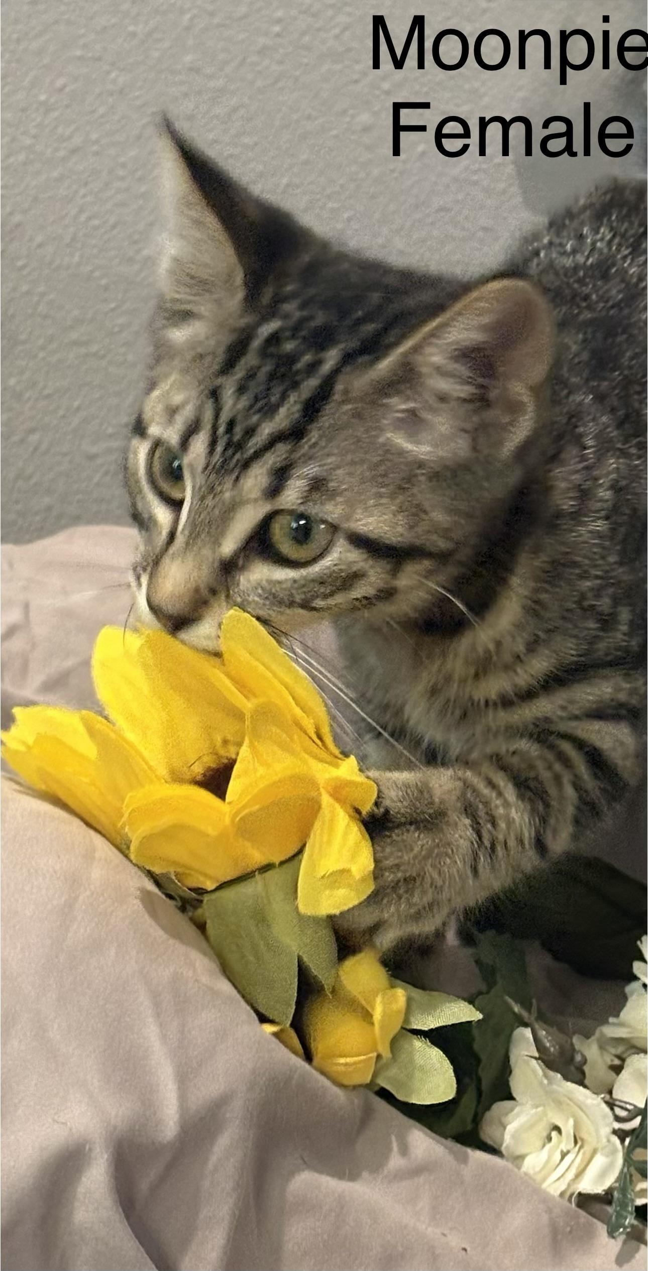 Moonpie, Adoptable, Kitten Female Domestic Short Hair & Tiger.