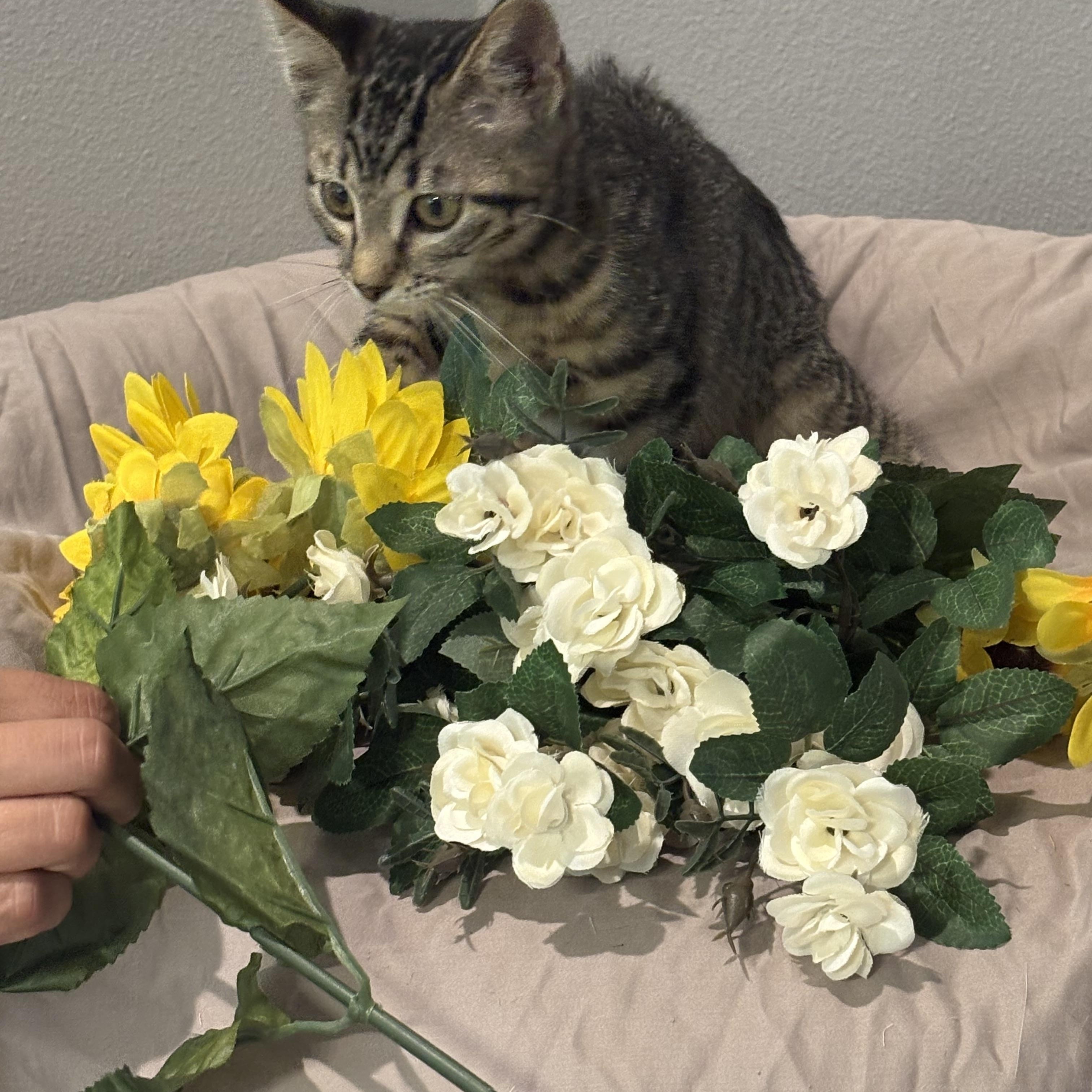Enlarge Moonpie, a Adoptable mixed breed in Palm City, FL image 2/2