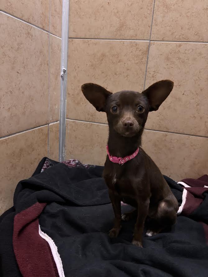 Enlarge Mila, a Adoptable Chihuahua in Hobbs, NM image 1/1