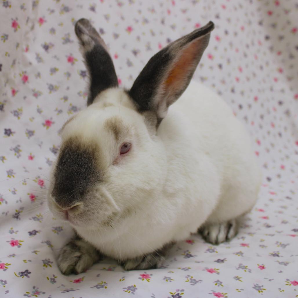 Leon, Adoptable, Adult Male Californian.