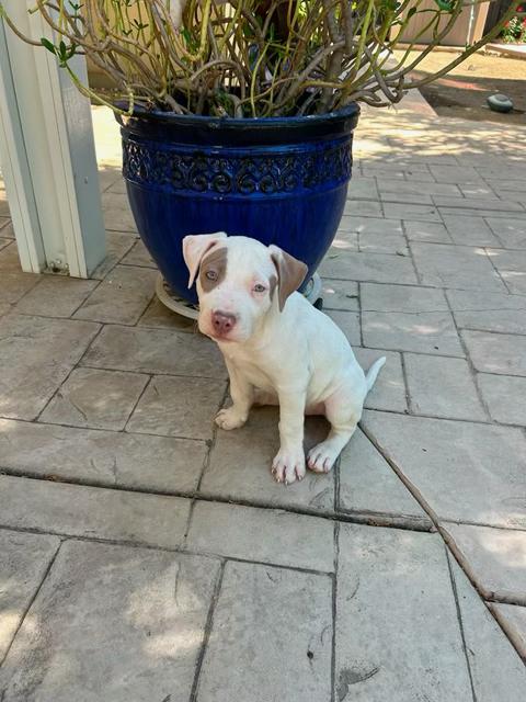 Petey, a ADOPTABLE Pit Bull Terrier in Sacramento, CA image 2/4