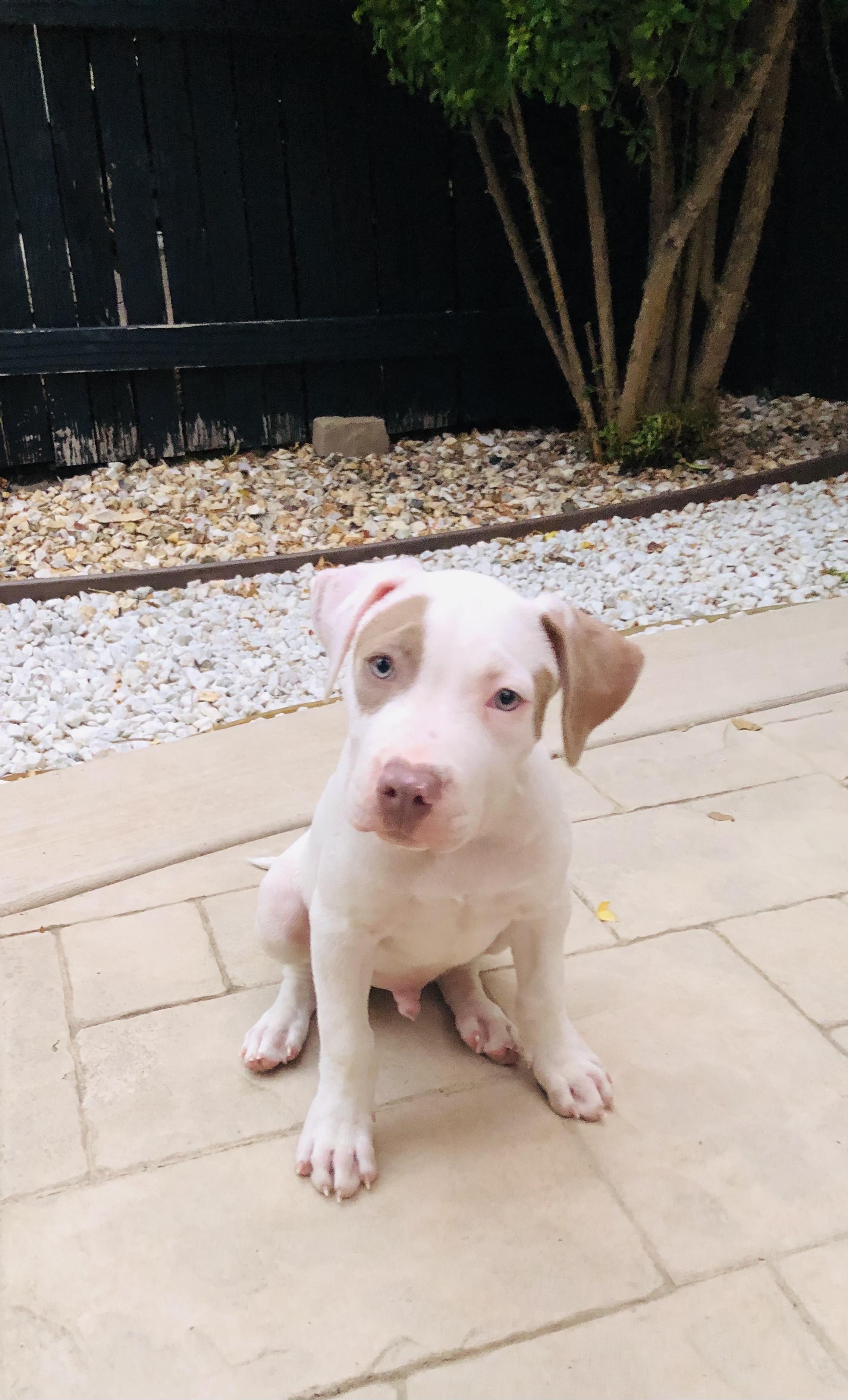 Petey, ADOPTABLE, Puppy Male Pit Bull Terrier.