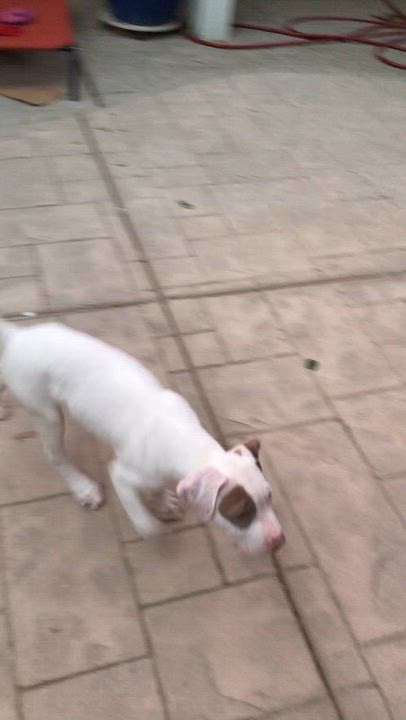 Enlarge Petey, a ADOPTABLE Pit Bull Terrier in Sacramento, CA video 4/4