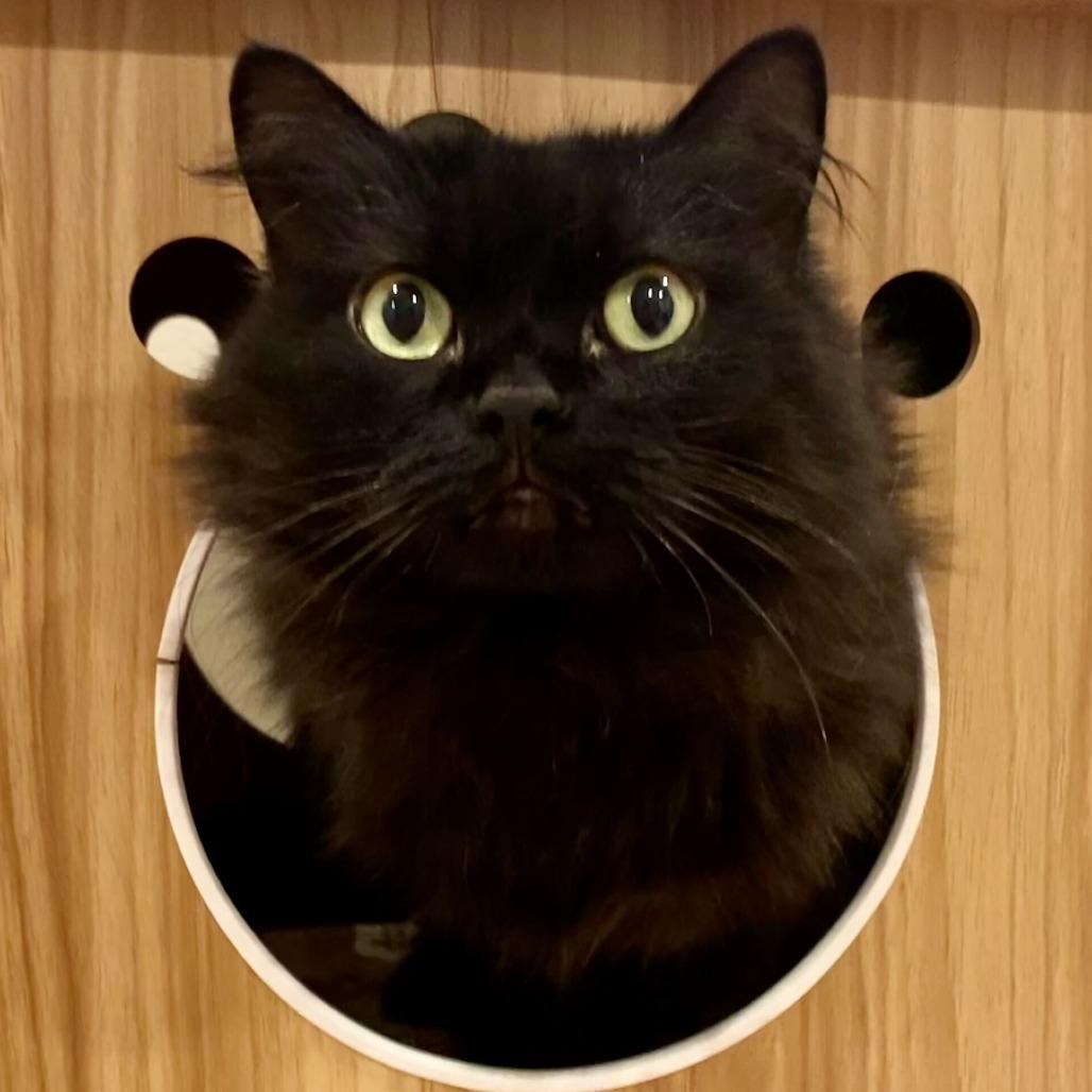 Enlarge Bambi, a Adoptable mixed breed in Colorado Springs, CO image 2/2