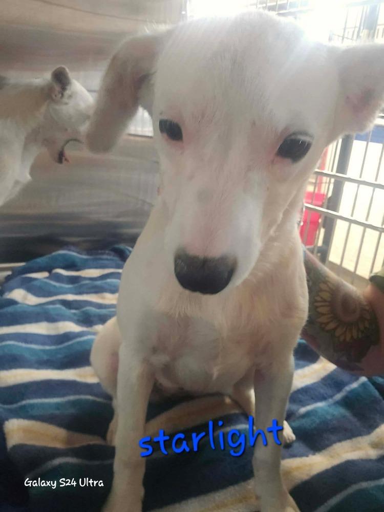 LH  Starlight, Adoptable, Puppy Female Chihuahua & Mixed Breed.