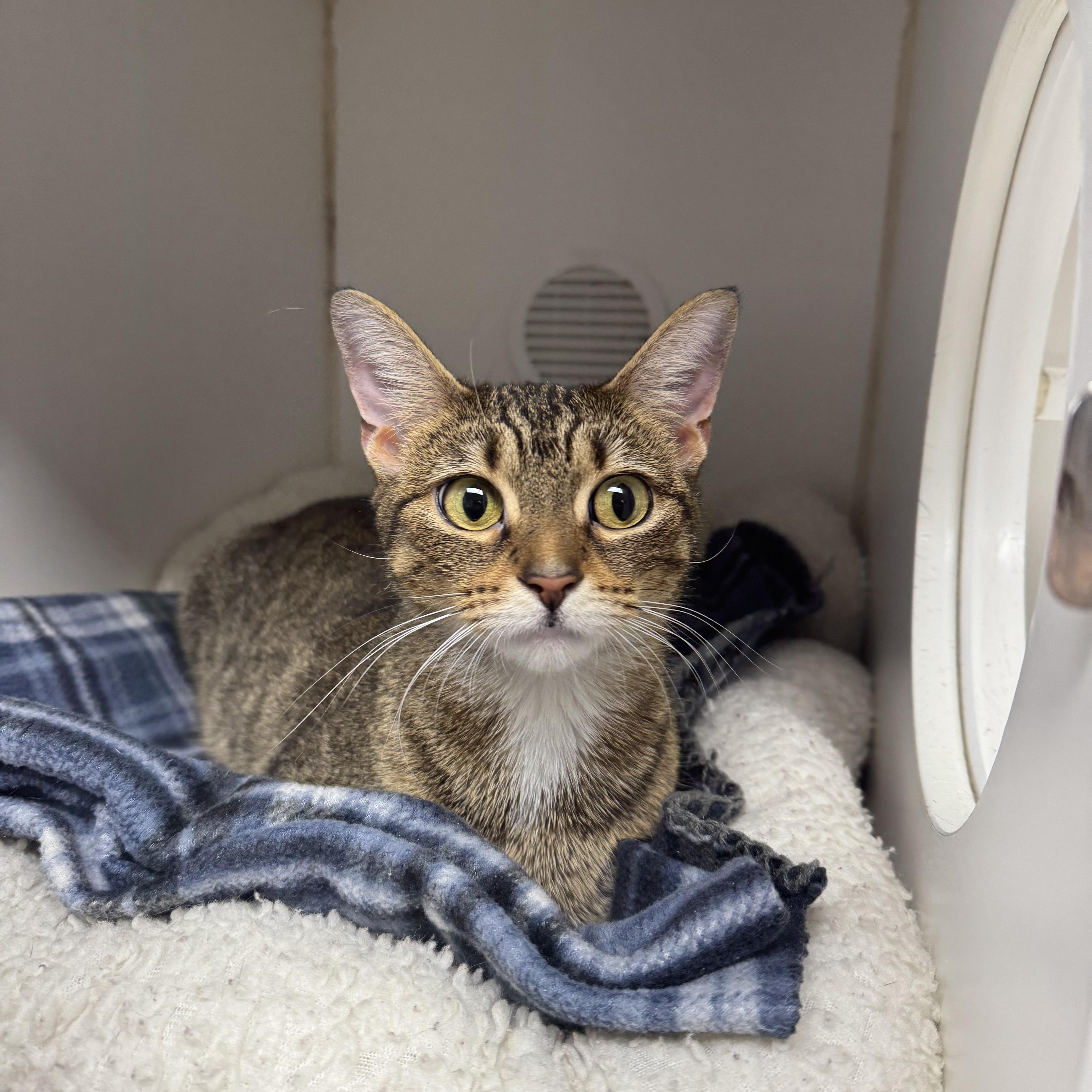 Enlarge Annabelle, a Adopted Domestic Short Hair in Reisterstown, MD image 3/3