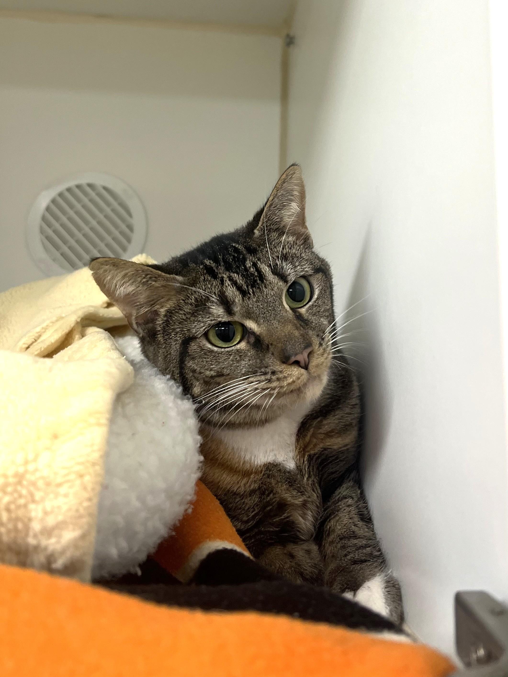 Enlarge Annabelle, a Adopted Domestic Short Hair in Reisterstown, MD image 2/3