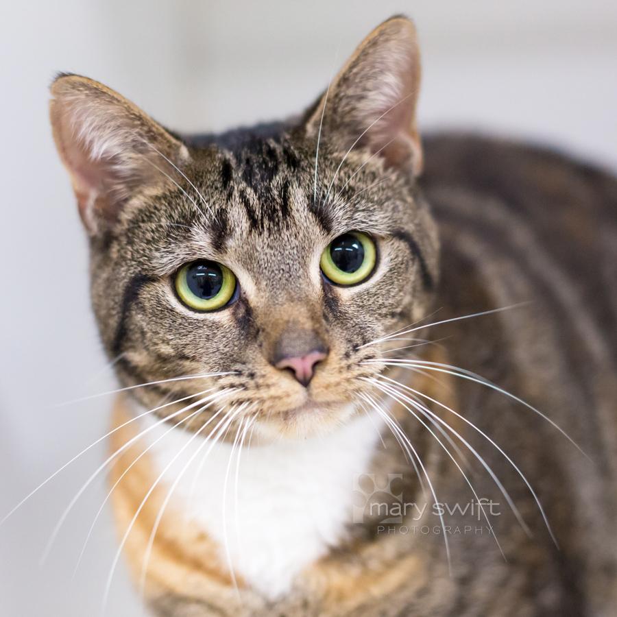 Enlarge Annabelle, a Adopted Domestic Short Hair in Reisterstown, MD image 1/3