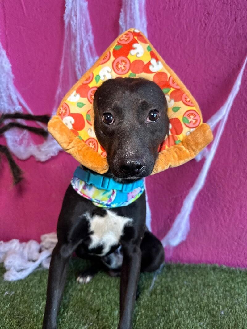 Dog for adoption - Pierre, a Rat Terrier &amp; Black Labrador Retriever Mix ...