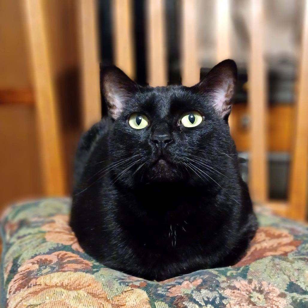 Misty 2, Adoptable, Adult Female Domestic Short Hair.