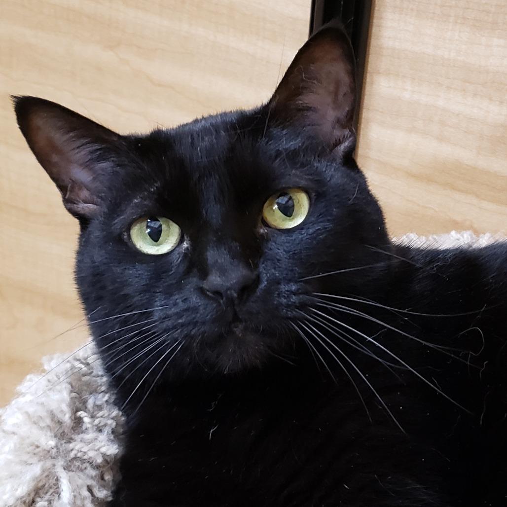 Enlarge Misty 2, a Adoptable mixed breed in Bulverde, TX image 2/5