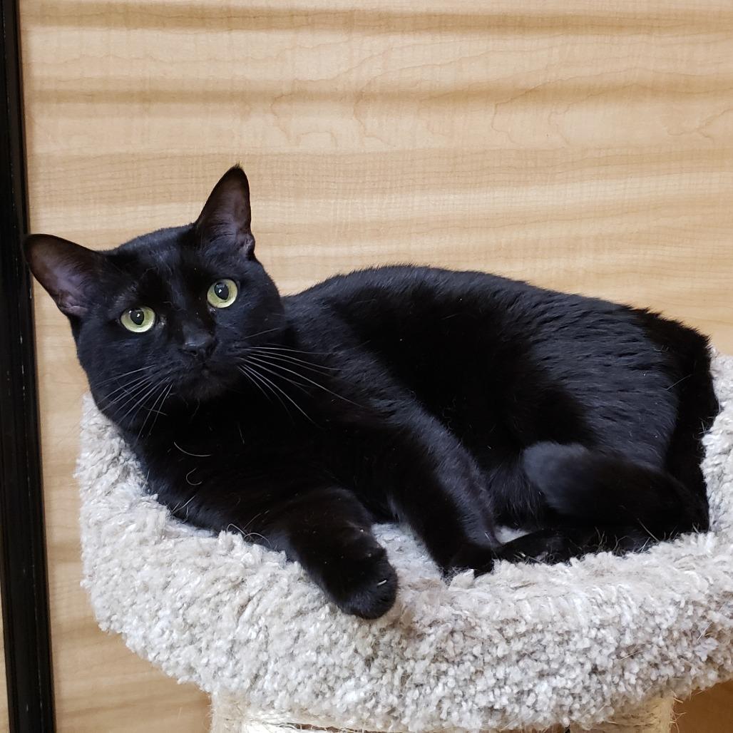 Enlarge Misty 2, a Adoptable mixed breed in Bulverde, TX image 3/5